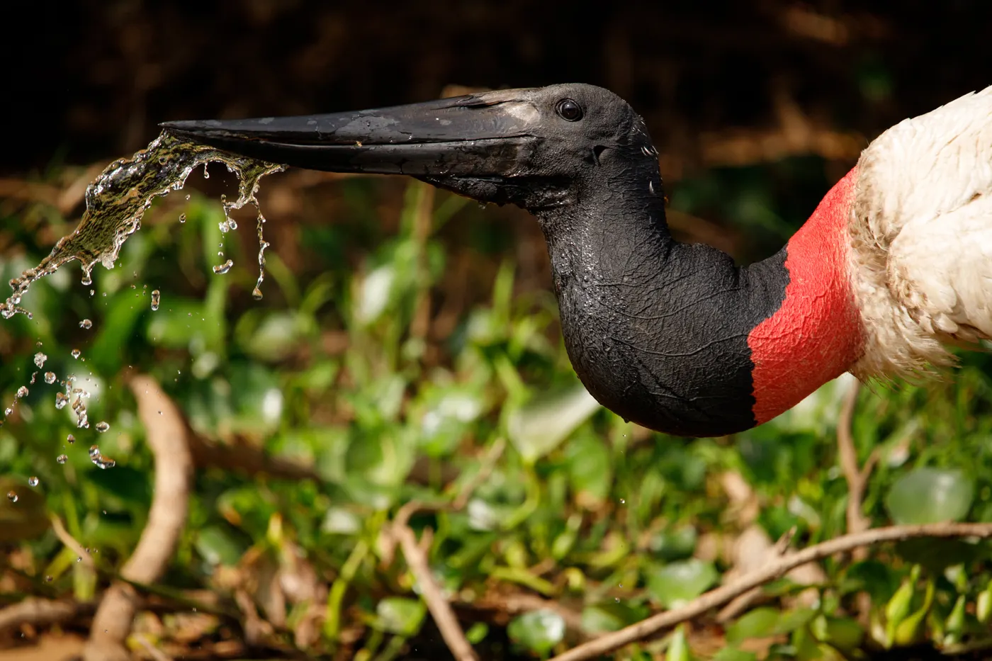 Tuiuiú