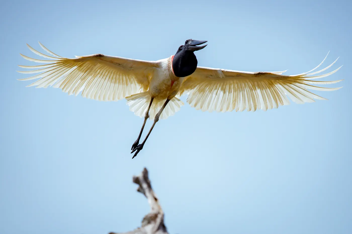 Tuiuiú em voo, com as asas abertas sobre o Pantanal