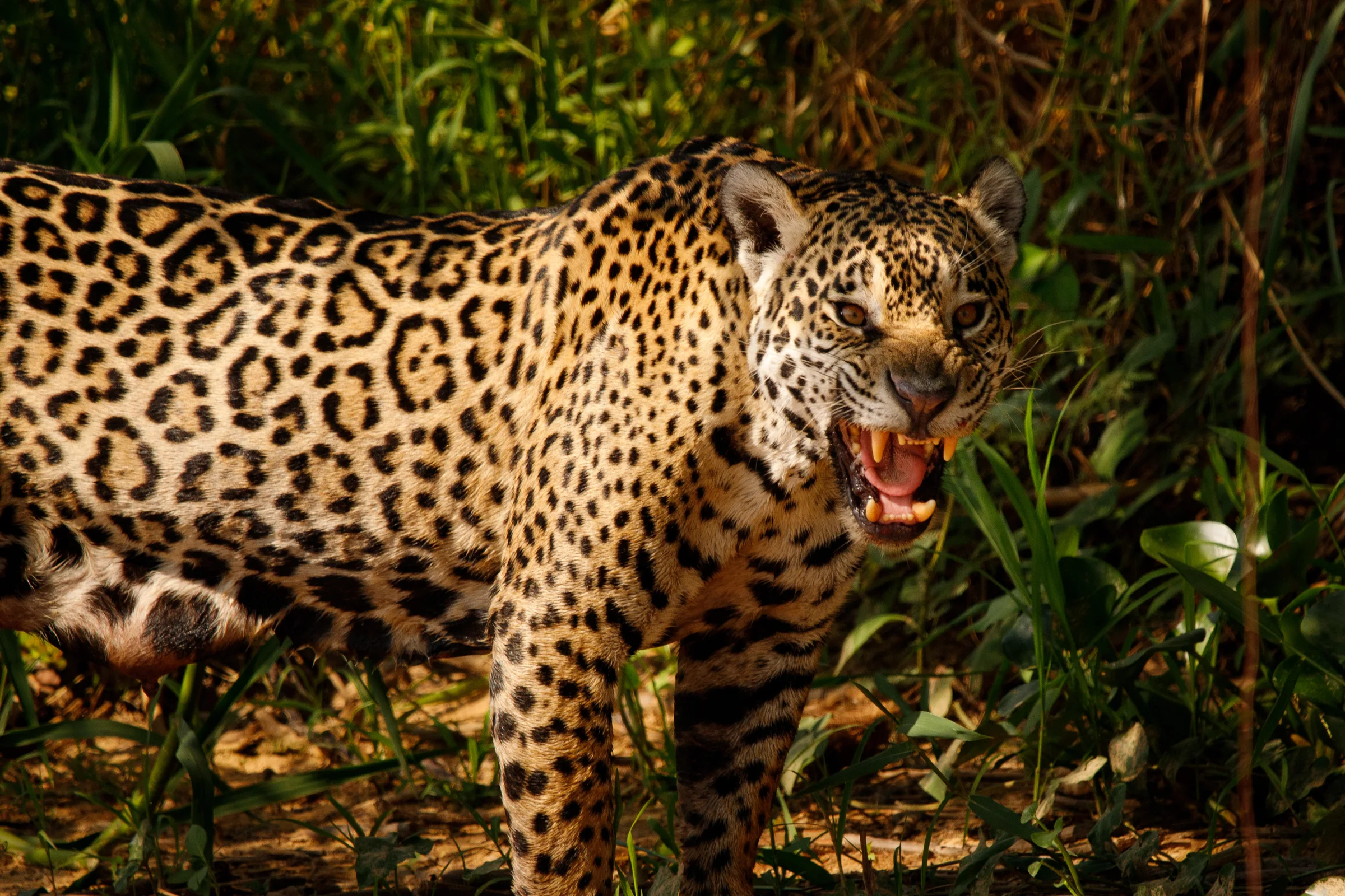 Onça-pintada na margem de um rio do Pantanal, ao entardecer