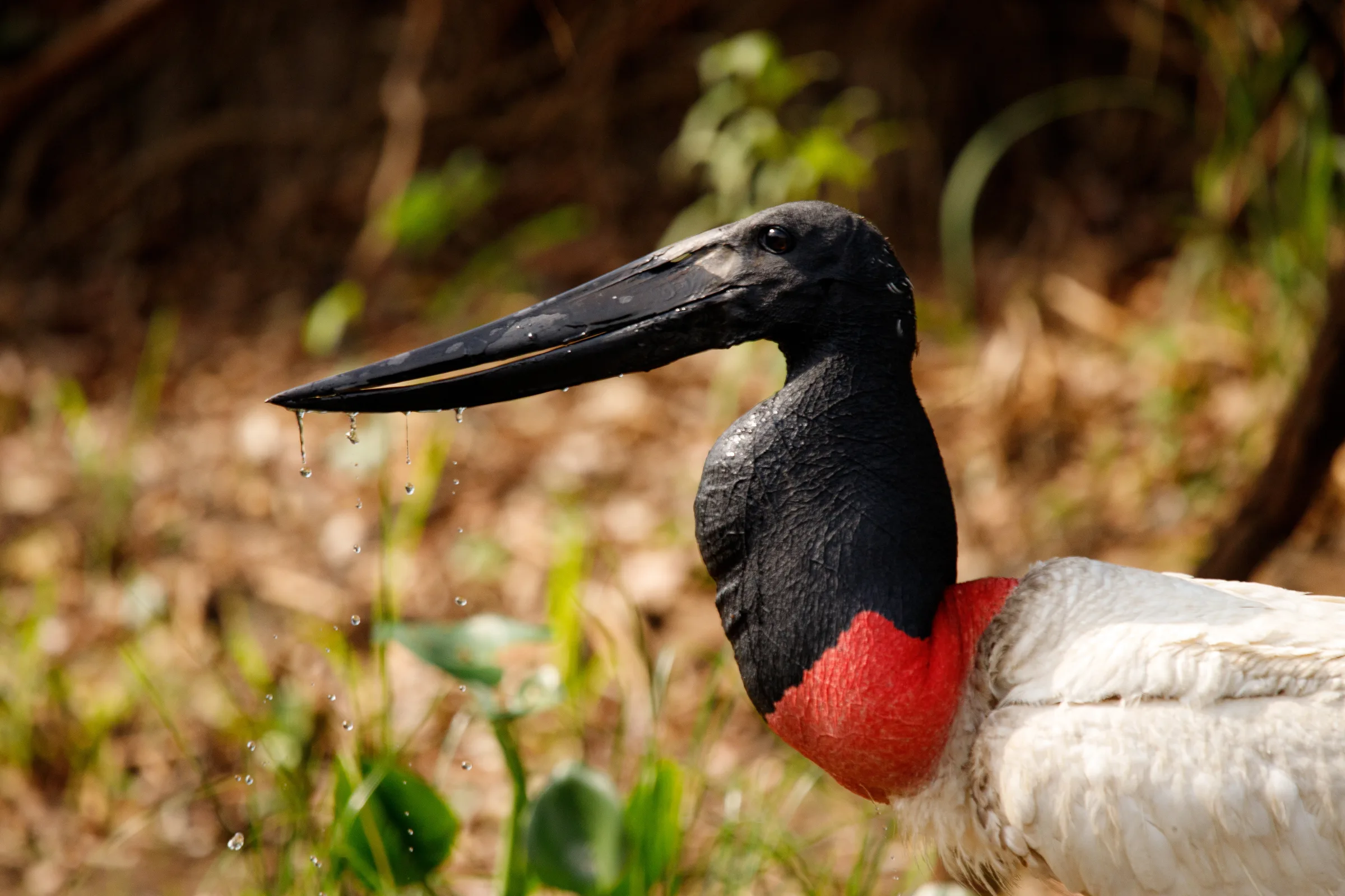 Tuiuiú, a ave símbolo do Pantanal, em primeiro plano à beira do rio