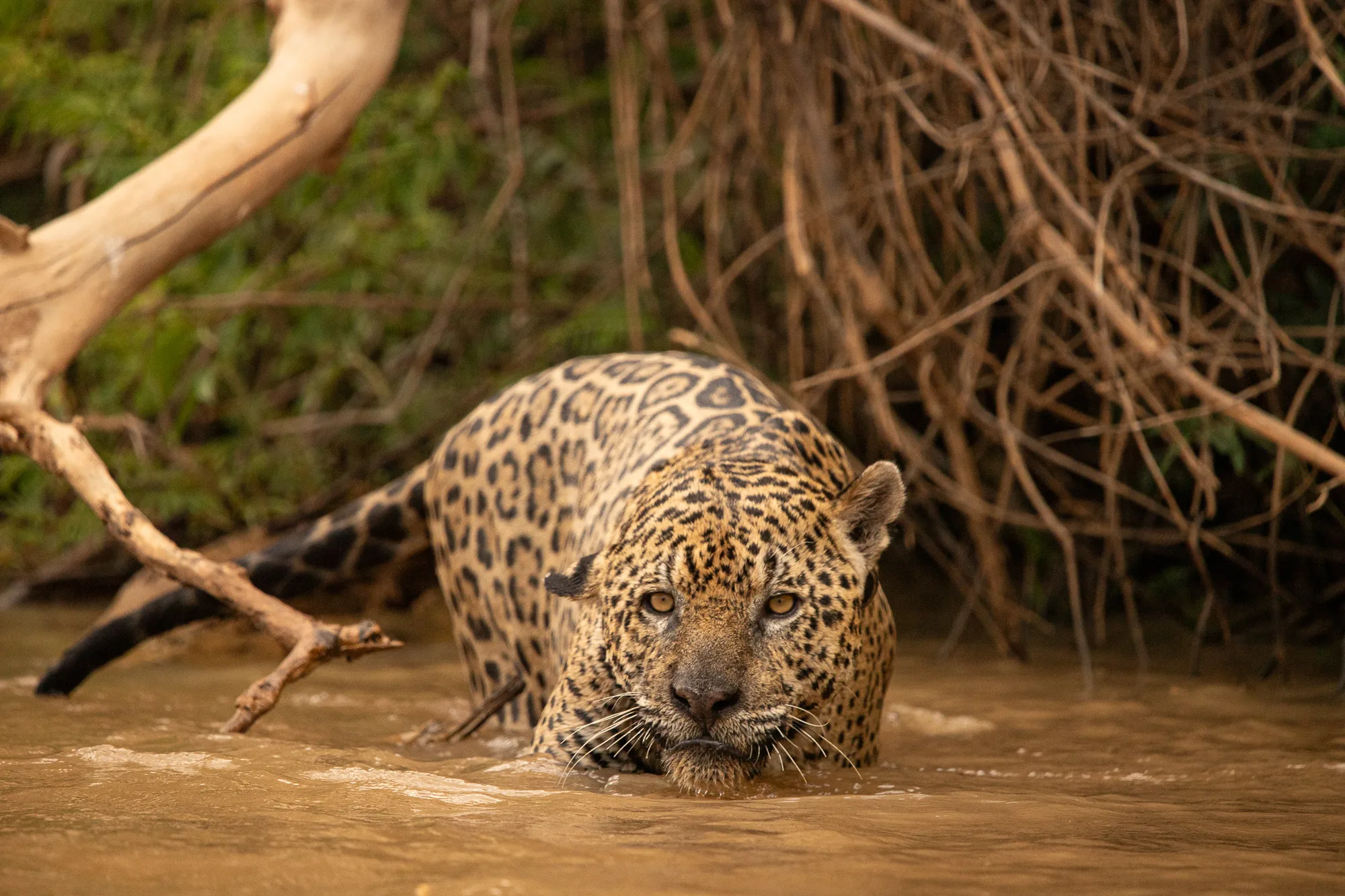 Onça-pintada